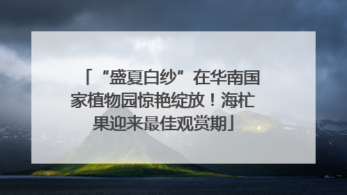 “盛夏白纱”在华南国家植物园惊艳绽放！海杧果迎来最佳观赏期