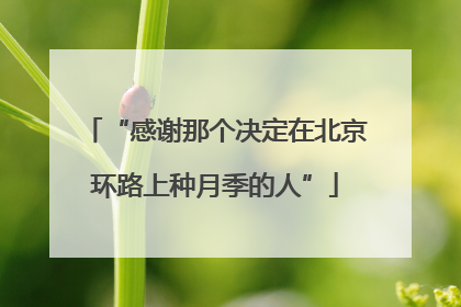“感谢那个决定在北京环路上种月季的人”
