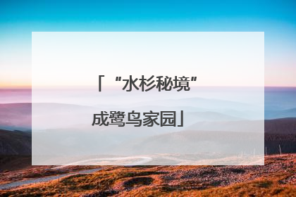 “水杉秘境”成鹭鸟家园