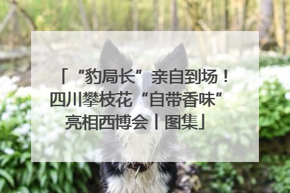 “豹局长”亲自到场！四川攀枝花“自带香味”亮相西博会丨图集