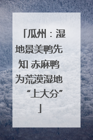 瓜州：湿地景美鸭先知 赤麻鸭为荒漠湿地“上大分”