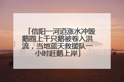 信阳一河道涨水冲毁鹅圈上千只鹅被卷入洪流，当地蓝天救援队一小时赶鹅上岸