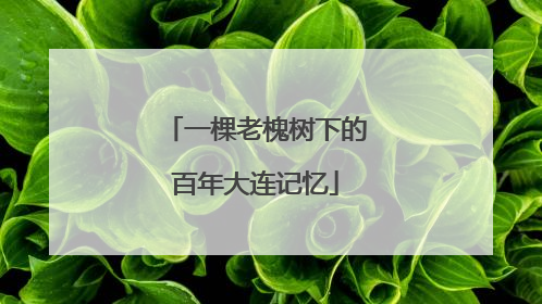 一棵老槐树下的百年大连记忆
