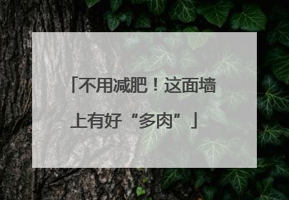 不用减肥！这面墙上有好“多肉”