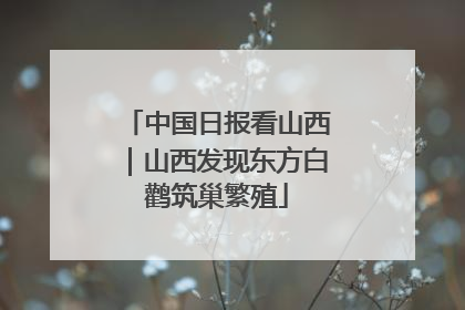 中国日报看山西｜山西发现东方白鹳筑巢繁殖