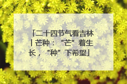 二十四节气看吉林丨芒种：“芒”着生长，“种”下希望