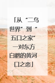 从“二鸟世界”到“五口之家” 一对东方白鹳的黄河口之恋