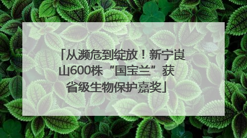 从濒危到绽放！新宁崀山600株“国宝兰”获省级生物保护嘉奖