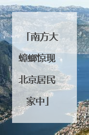 南方大蟑螂惊现北京居民家中