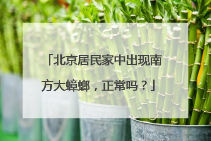 北京居民家中出现南方大蟑螂，正常吗？