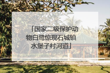 国家二级保护动物白鹭惊现石城镇水堡子村河道