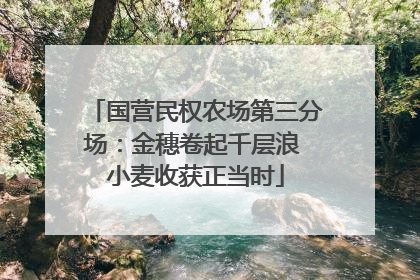 国营民权农场第三分场：金穗卷起千层浪 小麦收获正当时