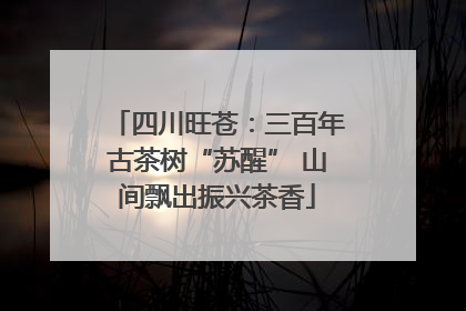 四川旺苍：三百年古茶树“苏醒” 山间飘出振兴茶香