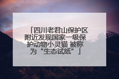 四川老君山保护区附近发现国家一级保护动物小灵猫 被称为“生态试纸”