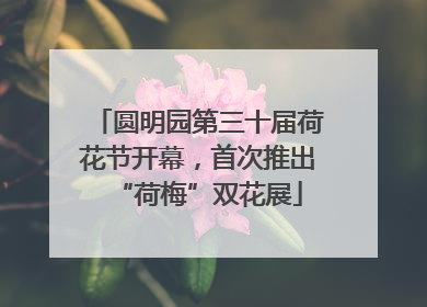 圆明园第三十届荷花节开幕，首次推出“荷梅”双花展