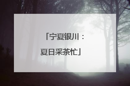 宁夏银川：夏日采茶忙