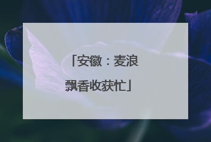 安徽：麦浪飘香收获忙