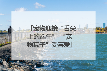 宠物迎接“舌尖上的端午” “宠物粽子”受喜爱