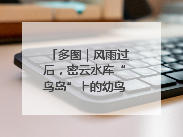多图｜风雨过后，密云水库“鸟岛”上的幼鸟还好吗？