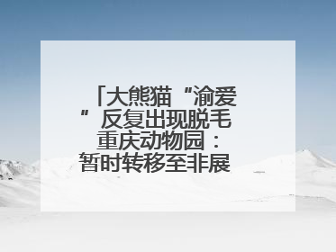 大熊猫“渝爱”反复出现脱毛 重庆动物园：暂时转移至非展示区静养治疗