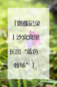 影像记录丨沙窝窝里长出“蓝色牧场”