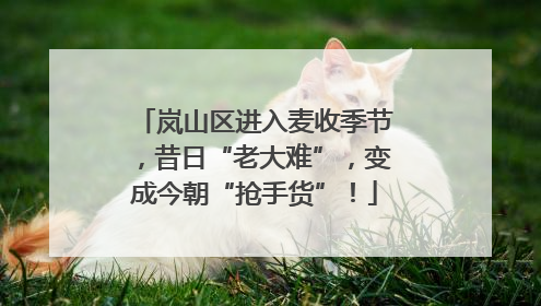 岚山区进入麦收季节，昔日“老大难”，变成今朝“抢手货”！