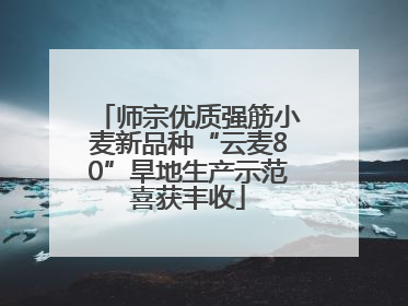 师宗优质强筋小麦新品种“云麦80”旱地生产示范喜获丰收