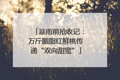 暴雨前抢收记：万斤胭脂红鲜桃传递“双向甜蜜”