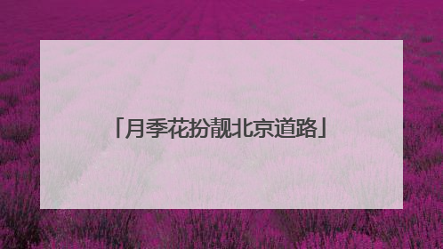 月季花扮靓北京道路