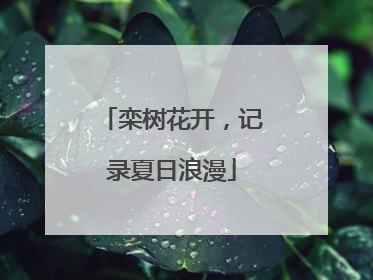 栾树花开，记录夏日浪漫
