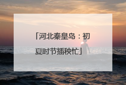 河北秦皇岛：初夏时节插秧忙
