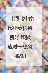河北中南部小麦长势良好 积极应对干热风挑战