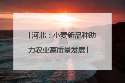 河北：小麦新品种助力农业高质量发展