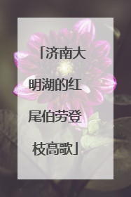 济南大明湖的红尾伯劳登枝高歌