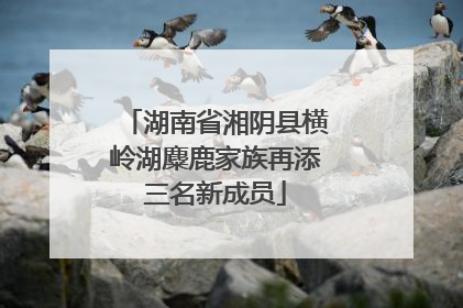 湖南省湘阴县横岭湖麋鹿家族再添三名新成员