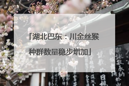 湖北巴东：川金丝猴种群数量稳步增加