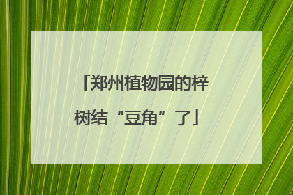 郑州植物园的梓树结“豆角”了
