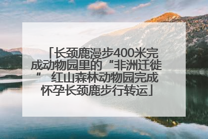 长颈鹿漫步400米完成动物园里的“非洲迁徙” 红山森林动物园完成怀孕长颈鹿步行转运