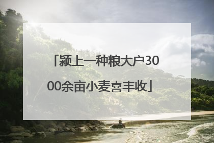 颍上一种粮大户3000余亩小麦喜丰收