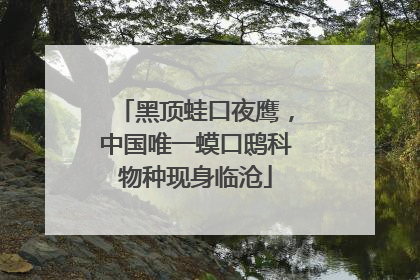 黑顶蛙口夜鹰，中国唯一蟆口鸱科物种现身临沧