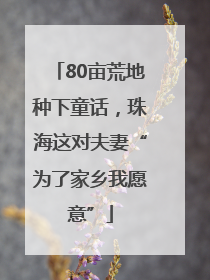 80亩荒地种下童话,珠海这对夫妻“为了家乡我愿意”